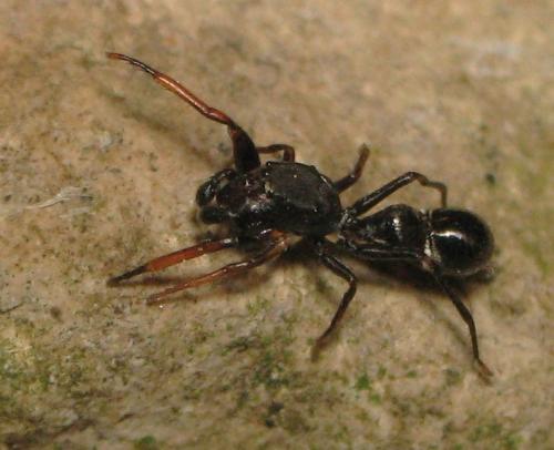 Réf. 183 503 : Leptorchestes sp.