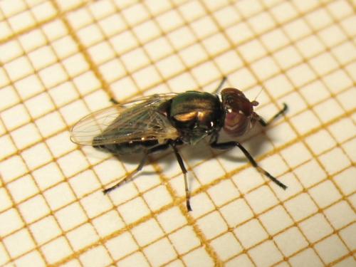 Réf. 183 790 : Physiphora alceae
