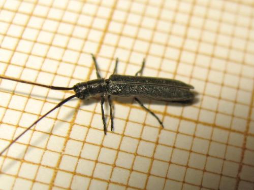 Calamobius filum