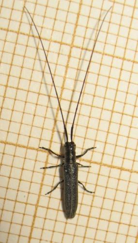 Réf. 183 632 : Calamobius filum