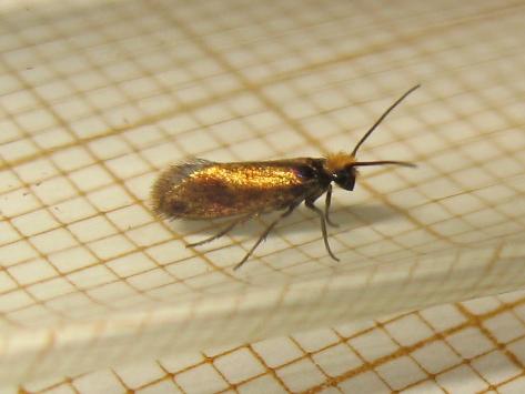 Micropterix calthella