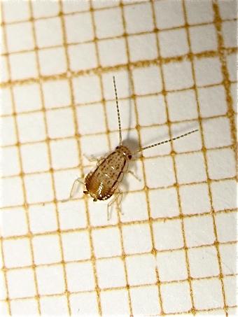 Ectobius pallidus
