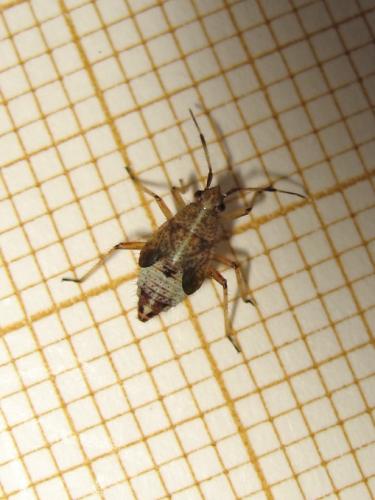 Réf. 183 079 : Deraeocoris flavilinea