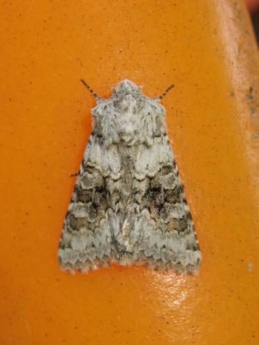 Réf. 183 696 : Hecatera bicolorata