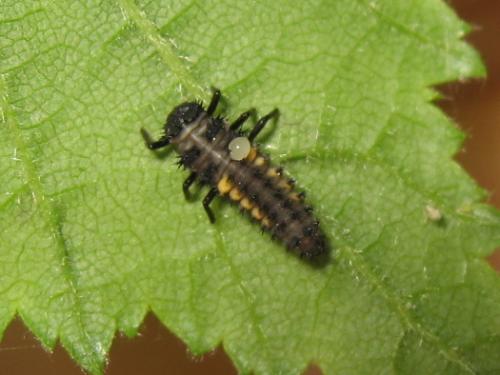 Harmonia axyridis