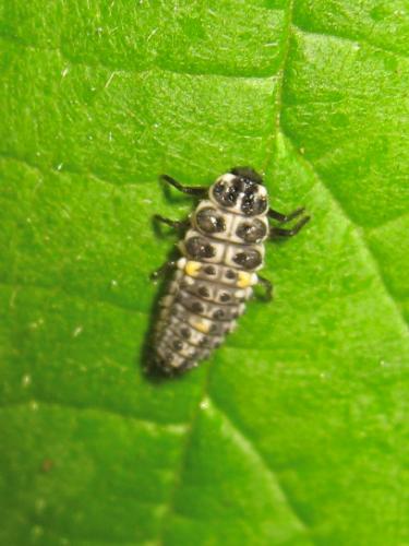 Adalia sp.