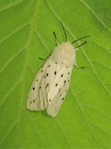 Réf. 183 625 : Spilosoma lubricipeda