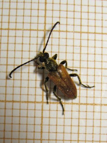 Pseudovadonia livida