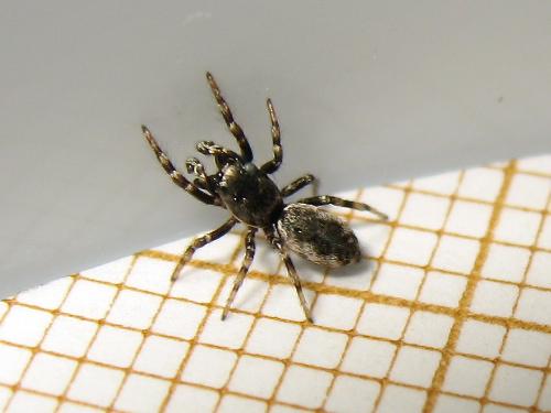 Salticus zebraneus