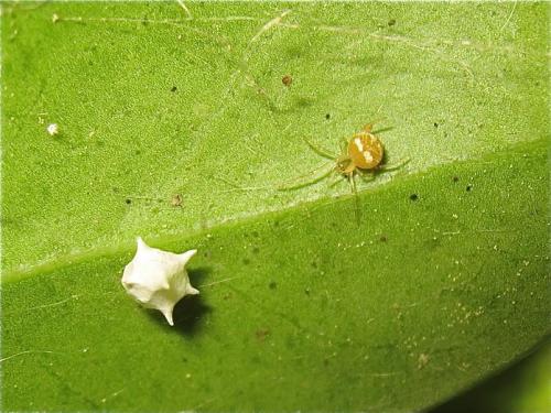 Réf. 183 616 : Paidiscura pallens