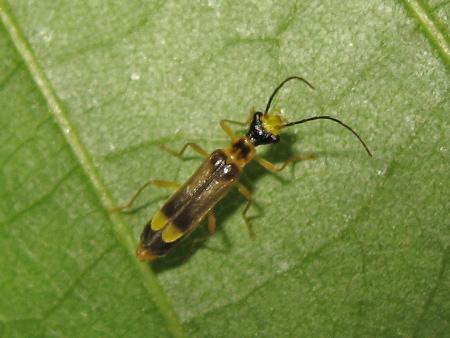 Réf. 183 615 : Malthinus flaveolus