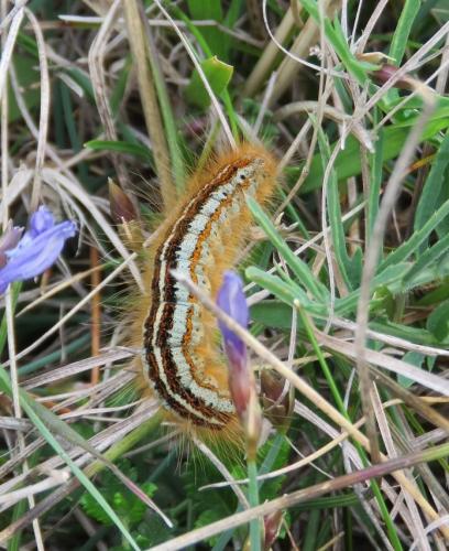 Malacosoma sp.