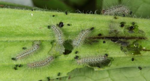 Arctia festiva