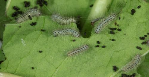 Arctia festiva