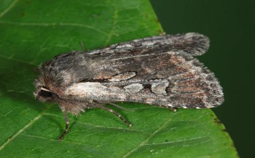 Réf. 183 474 : Lycophotia molothina