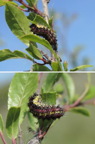 Aglaope infausta