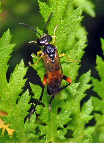 Réf. 183 133 : Macrophya rufipes