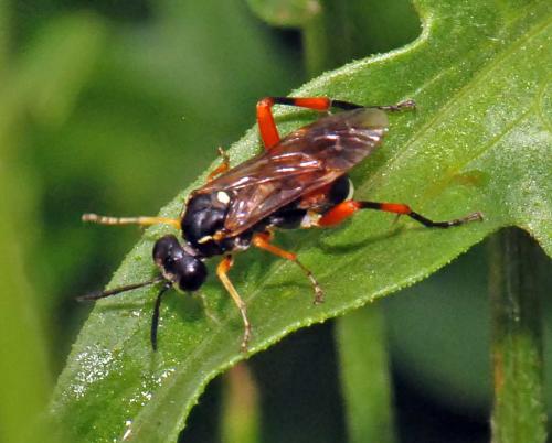 Réf. 183 132 : Macrophya rufipes