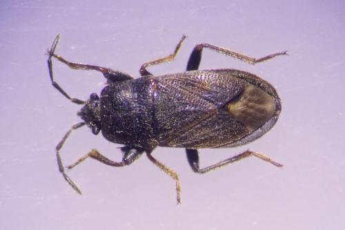 Megalonotus mixtus