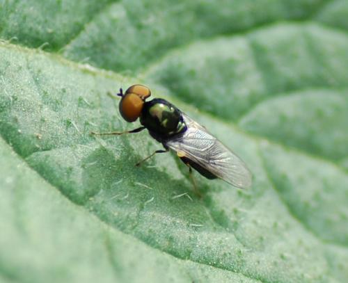 Microchrysa polita