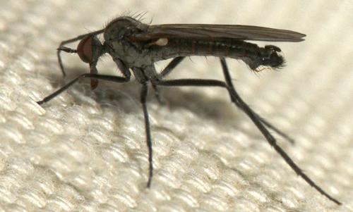 Réf. 183 430 : Empis sp.