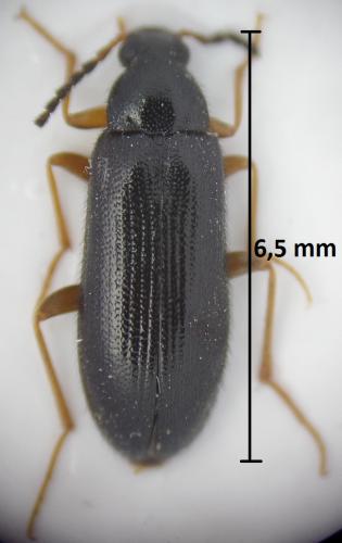 Mycetochara maura
