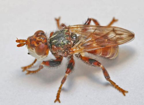 Myopa buccata