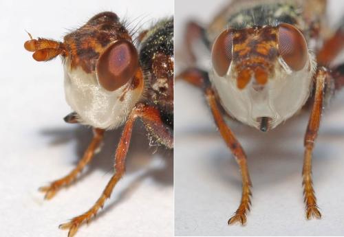 Myopa buccata
