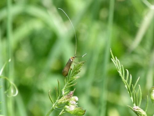 Réf. 183 475 : Nemophora metallica