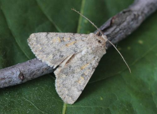 Réf. 183 389 : Dichagyris renigera