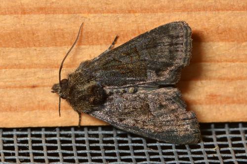 Oligia latruncula