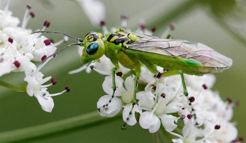 Rhogogaster chlorosoma