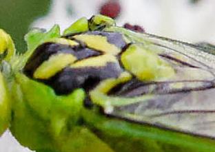 Réf. 183 168 : Rhogogaster chlorosoma