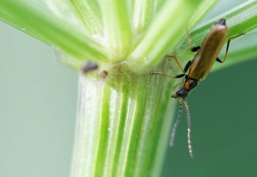 Rhagonycha nigriventris