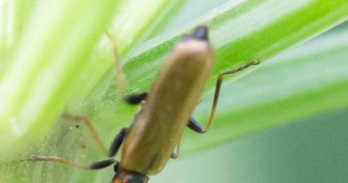 Rhagonycha nigriventris