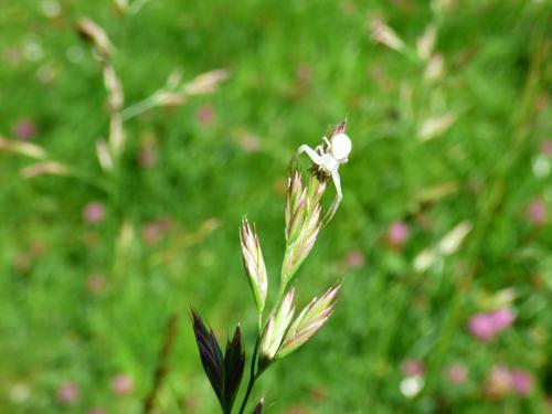 Misumena vatia