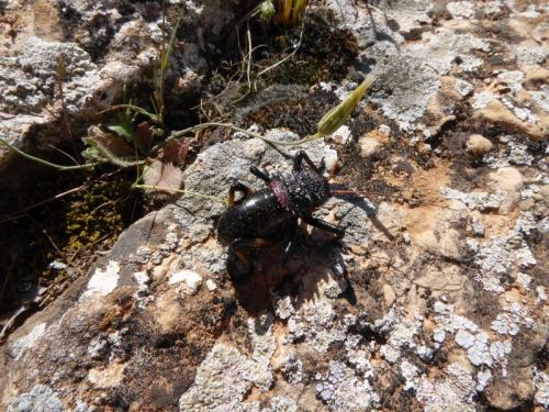 Réf. 183 355 : Eugaster spinulosa