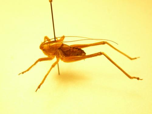 Tettigoniinae