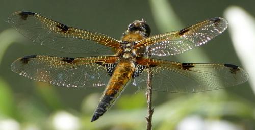 Réf. 183 731 : Libellula quadrimaculata