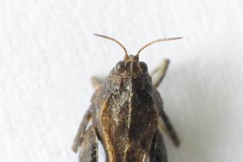 Réf. 183 185 : Tetrix bolivari
