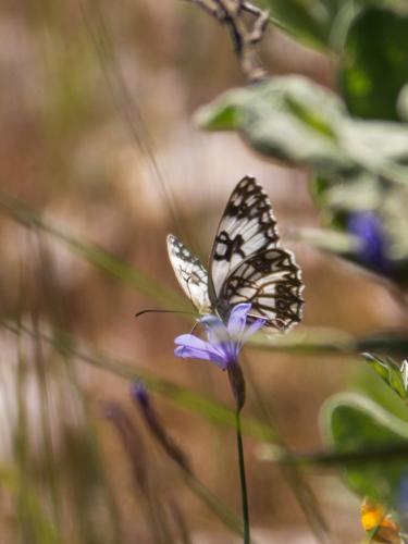 Réf. 183 062 : Melanargia occitanica