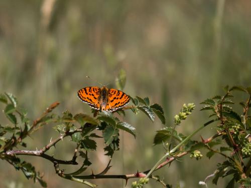 Melitaea didyma