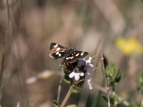 Réf. 183 067 : Eurrhypis pollinalis