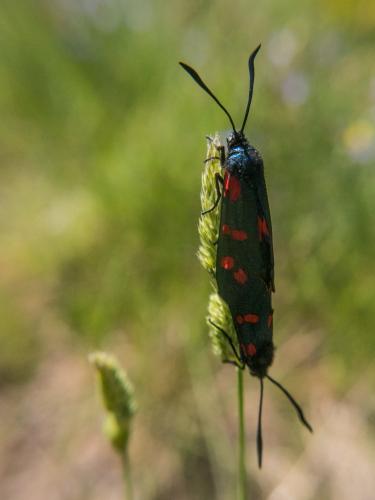 Zygaena filipendulae