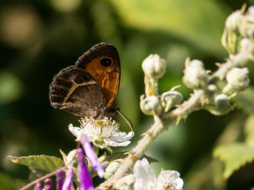 Réf. 183 460 : Pyronia bathseba