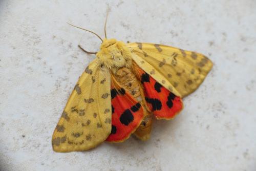 Réf. 183 488 : Rhyparia purpurata