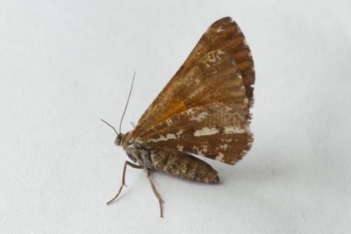 Bupalus piniaria