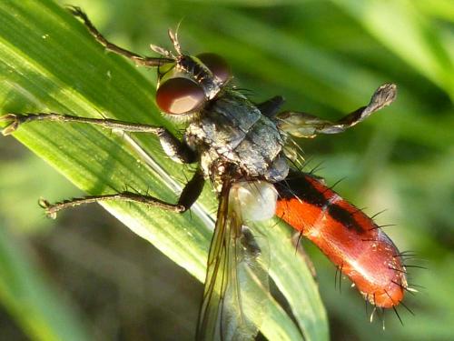 Réf. 183 047 : Cylindromyia bicolor