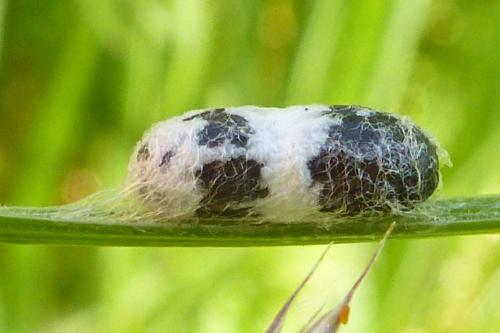 Réf. 183 287 : Campopleginae inconnu