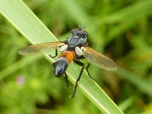 Réf. 183 258 : Cylindromyia sp.